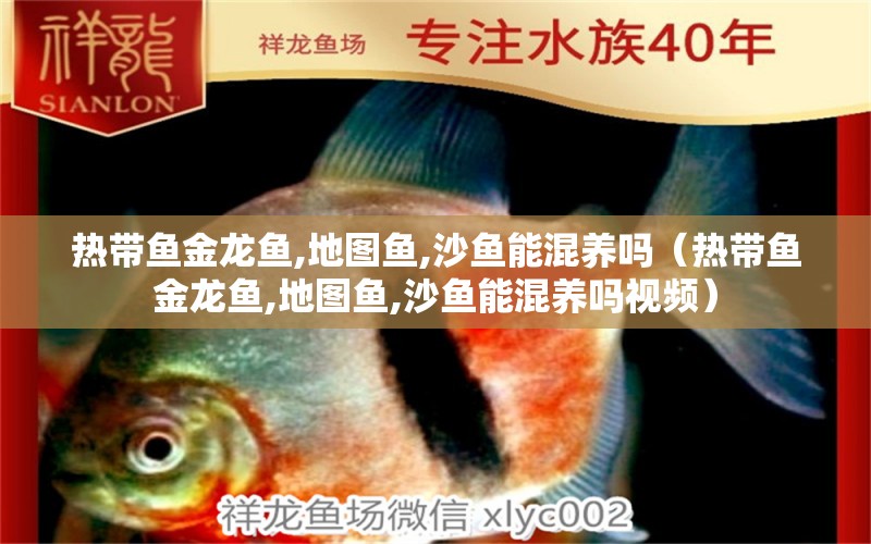 熱帶魚(yú)金龍魚(yú),地圖魚(yú),沙魚(yú)能混養(yǎng)嗎（熱帶魚(yú)金龍魚(yú),地圖魚(yú),沙魚(yú)能混養(yǎng)嗎視頻）