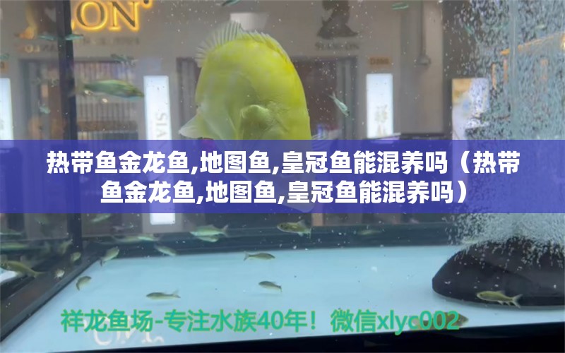 熱帶魚金龍魚,地圖魚,皇冠魚能混養(yǎng)嗎（熱帶魚金龍魚,地圖魚,皇冠魚能混養(yǎng)嗎）