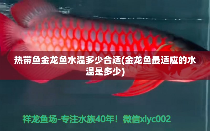 熱帶魚(yú)金龍魚(yú)水溫多少合適(金龍魚(yú)最適應(yīng)的水溫是多少)