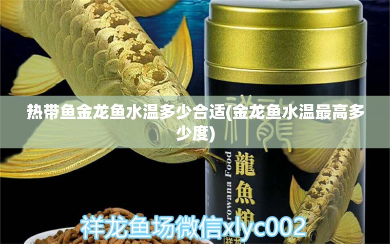 熱帶魚(yú)金龍魚(yú)水溫多少合適(金龍魚(yú)水溫最高多少度)