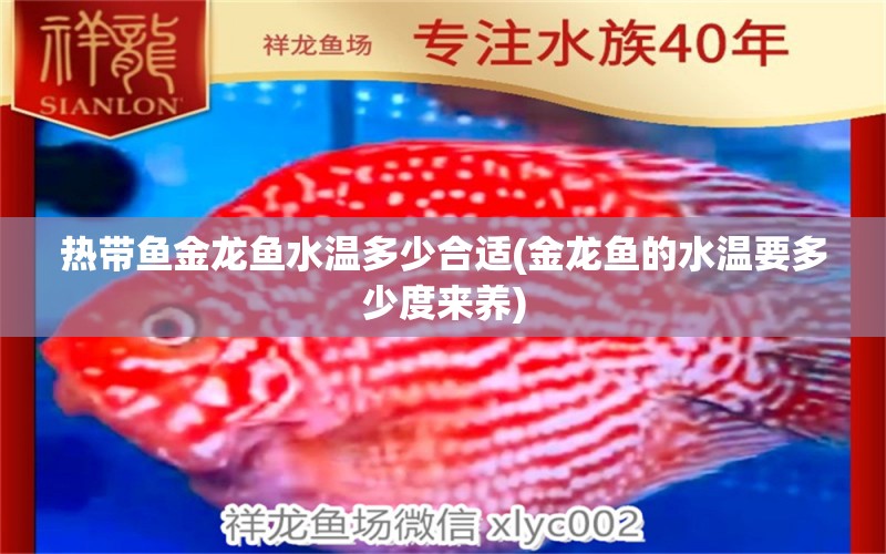 熱帶魚(yú)金龍魚(yú)水溫多少合適(金龍魚(yú)的水溫要多少度來(lái)養(yǎng))