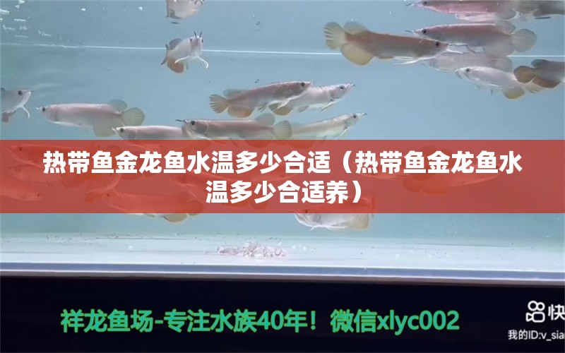 熱帶魚金龍魚水溫多少合適（熱帶魚金龍魚水溫多少合適養(yǎng)） 廣州龍魚批發(fā)市場