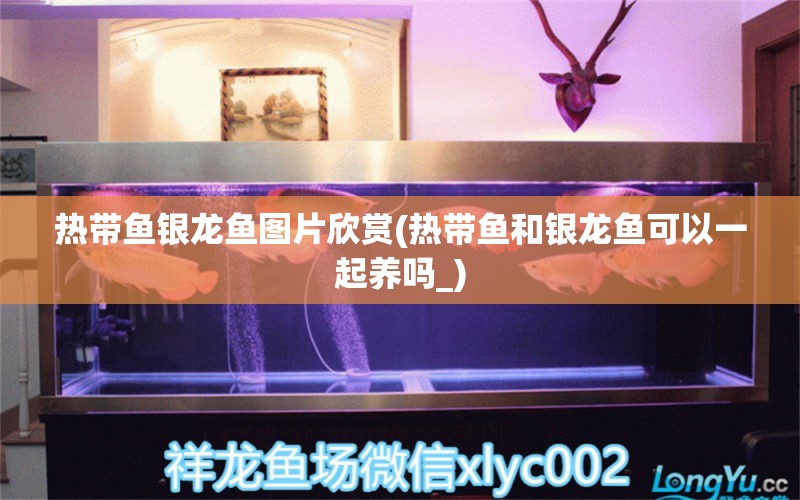 熱帶魚銀龍魚圖片欣賞(熱帶魚和銀龍魚可以一起養(yǎng)嗎_)