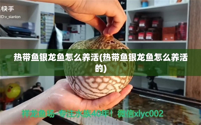 熱帶魚銀龍魚怎么養(yǎng)活(熱帶魚銀龍魚怎么養(yǎng)活的) 銀龍魚