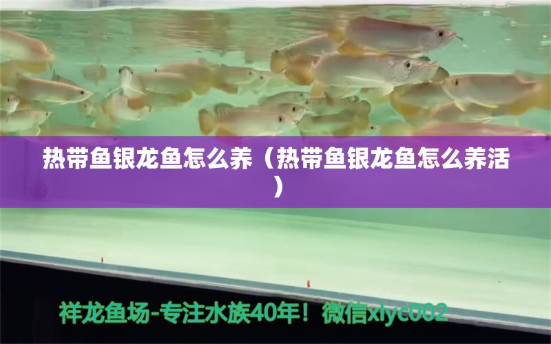 熱帶魚銀龍魚怎么養(yǎng)（熱帶魚銀龍魚怎么養(yǎng)活）