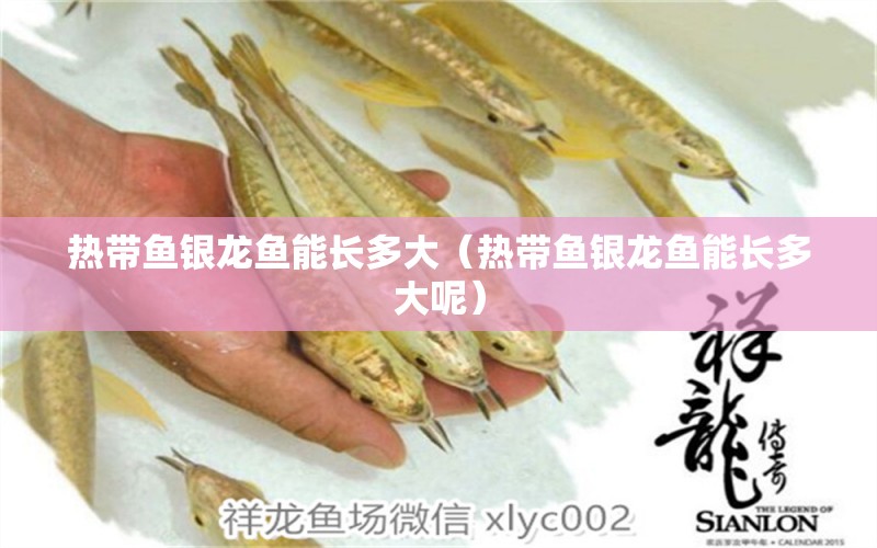 熱帶魚銀龍魚能長多大（熱帶魚銀龍魚能長多大呢）