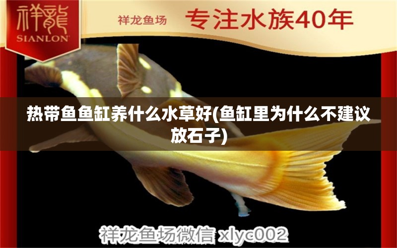 熱帶魚魚缸養(yǎng)什么水草好(魚缸里為什么不建議放石子) 海象魚