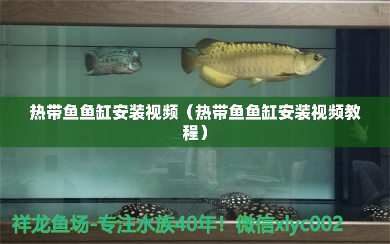 熱帶魚魚缸安裝視頻（熱帶魚魚缸安裝視頻教程）