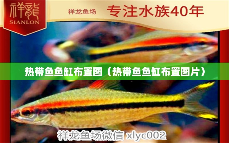 熱帶魚(yú)魚(yú)缸布置圖（熱帶魚(yú)魚(yú)缸布置圖片） 祥龍水族醫(yī)院