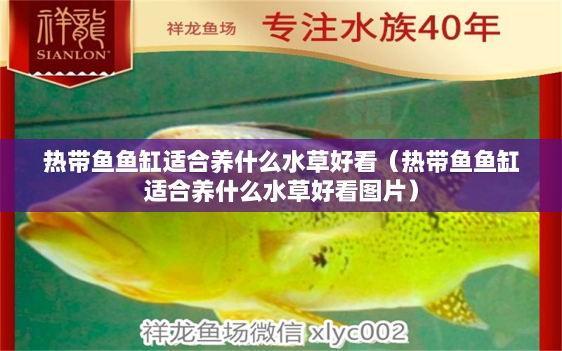 熱帶魚魚缸適合養(yǎng)什么水草好看（熱帶魚魚缸適合養(yǎng)什么水草好看圖片） 水草