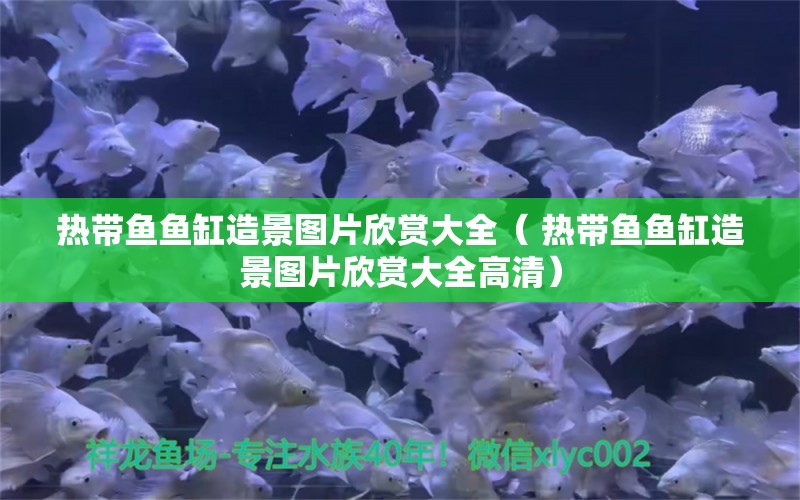 熱帶魚魚缸造景圖片欣賞大全（ 熱帶魚魚缸造景圖片欣賞大全高清） 國產(chǎn)元寶鳳凰魚