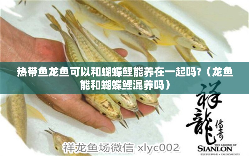 熱帶魚龍魚可以和蝴蝶鯉能養(yǎng)在一起嗎?（龍魚能和蝴蝶鯉混養(yǎng)嗎） 蝴蝶鯉