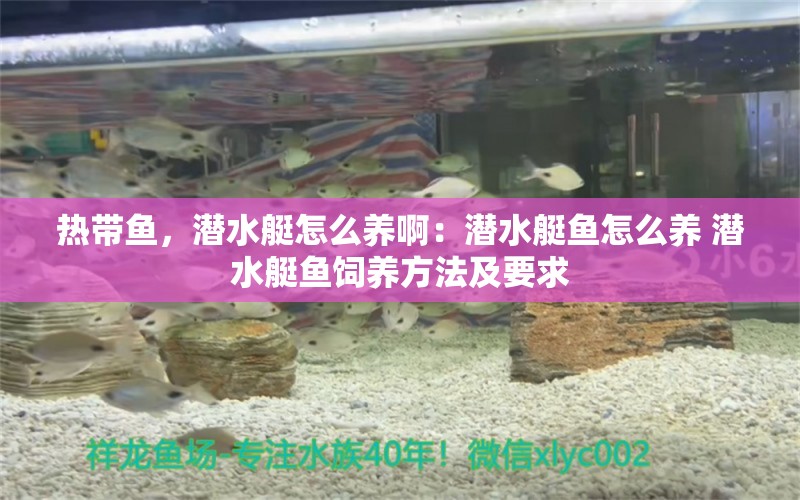 熱帶魚，潛水艇怎么養(yǎng)?。簼撍~怎么養(yǎng) 潛水艇魚飼養(yǎng)方法及要求