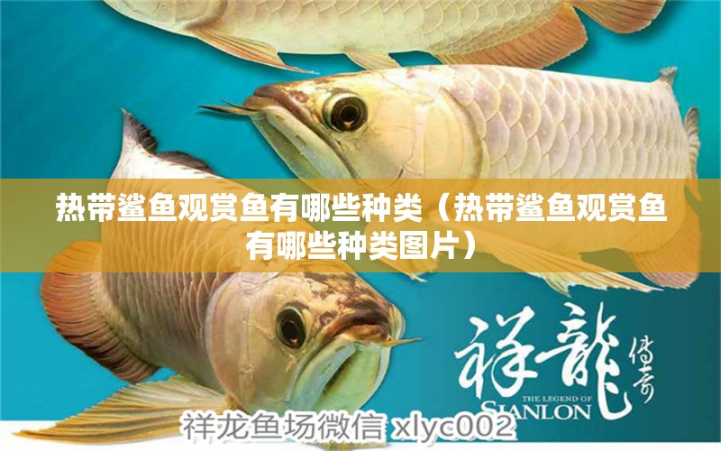 熱帶鯊魚觀賞魚有哪些種類（熱帶鯊魚觀賞魚有哪些種類圖片）