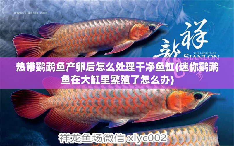 熱帶鸚鵡魚產(chǎn)卵后怎么處理干凈魚缸(迷你鸚鵡魚在大缸里繁殖了怎么辦) 鸚鵡魚