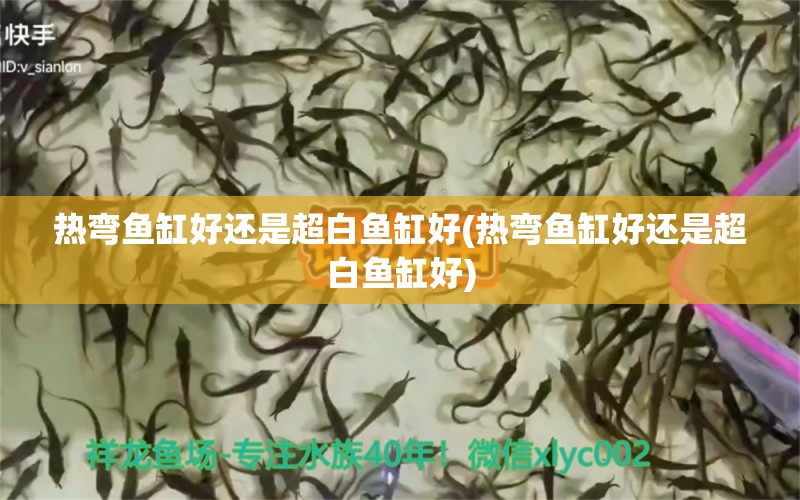 熱彎魚(yú)缸好還是超白魚(yú)缸好(熱彎魚(yú)缸好還是超白魚(yú)缸好) 白子金龍魚(yú) 第1張