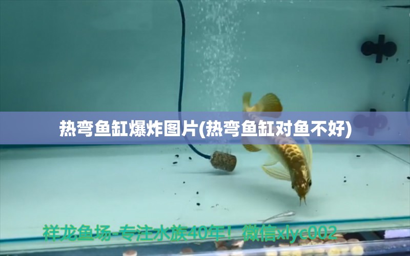 熱彎魚缸爆炸圖片(熱彎魚缸對魚不好) 紅魔王銀版魚 第1張