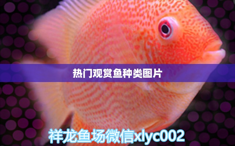 熱門觀賞魚種類圖片