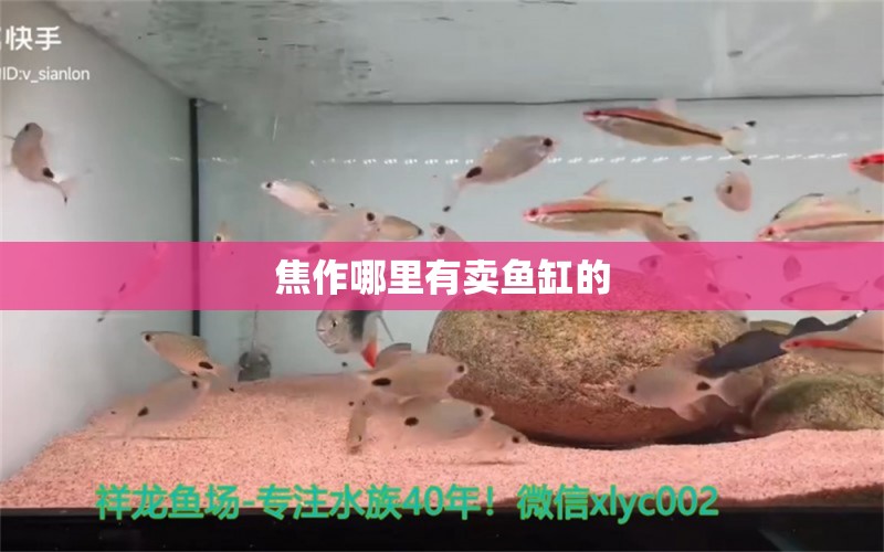 焦作哪里有賣魚缸的 其他品牌魚缸