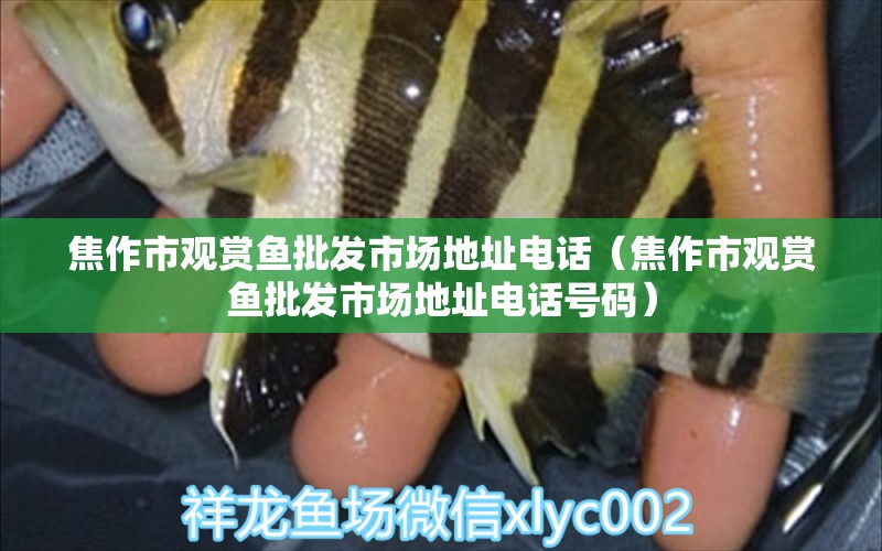 焦作市觀賞魚批發(fā)市場地址電話（焦作市觀賞魚批發(fā)市場地址電話號碼） 觀賞魚批發(fā)