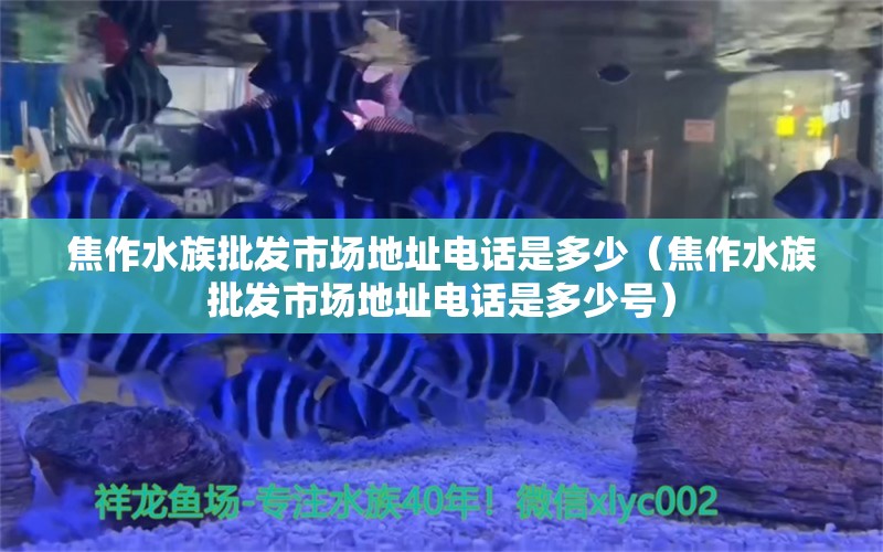 焦作水族批發(fā)市場(chǎng)地址電話(huà)是多少（焦作水族批發(fā)市場(chǎng)地址電話(huà)是多少號(hào)） 觀(guān)賞魚(yú)水族批發(fā)市場(chǎng)