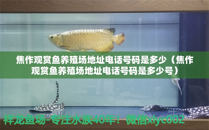 焦作觀賞魚養(yǎng)殖場地址電話號碼是多少（焦作觀賞魚養(yǎng)殖場地址電話號碼是多少號）