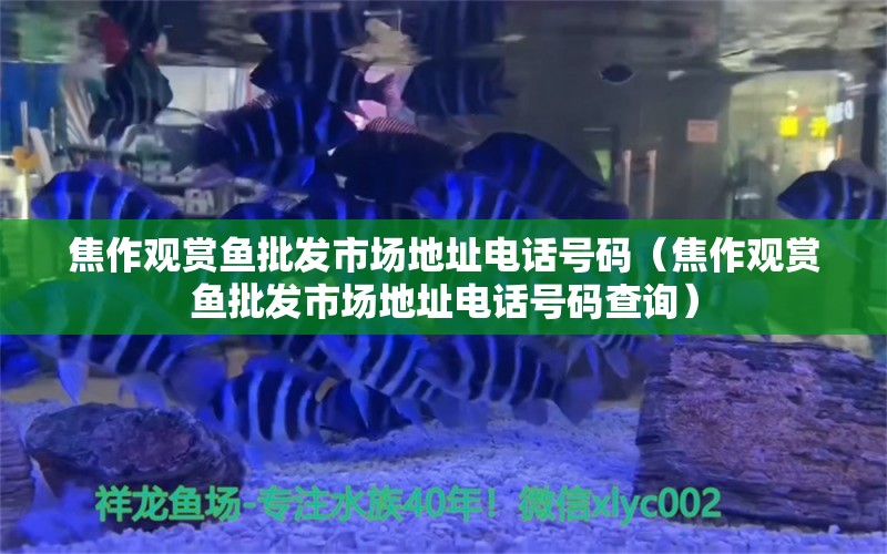 焦作觀賞魚批發(fā)市場地址電話號碼（焦作觀賞魚批發(fā)市場地址電話號碼查詢）