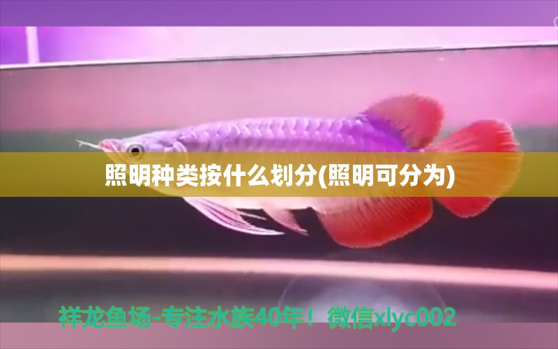 照明種類按什么劃分(照明可分為) 帝王迷宮魚