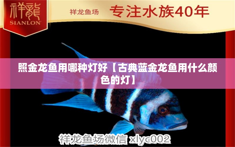 照金龍魚用哪種燈好【古典藍(lán)金龍魚用什么顏色的燈】