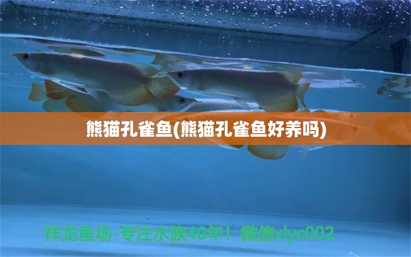 熊貓孔雀魚(熊貓孔雀魚好養(yǎng)嗎) 水族雜談