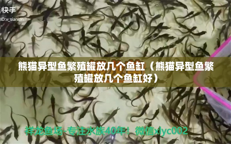 熊貓異型魚繁殖罐放幾個魚缸（熊貓異型魚繁殖罐放幾個魚缸好） 巴西亞魚苗