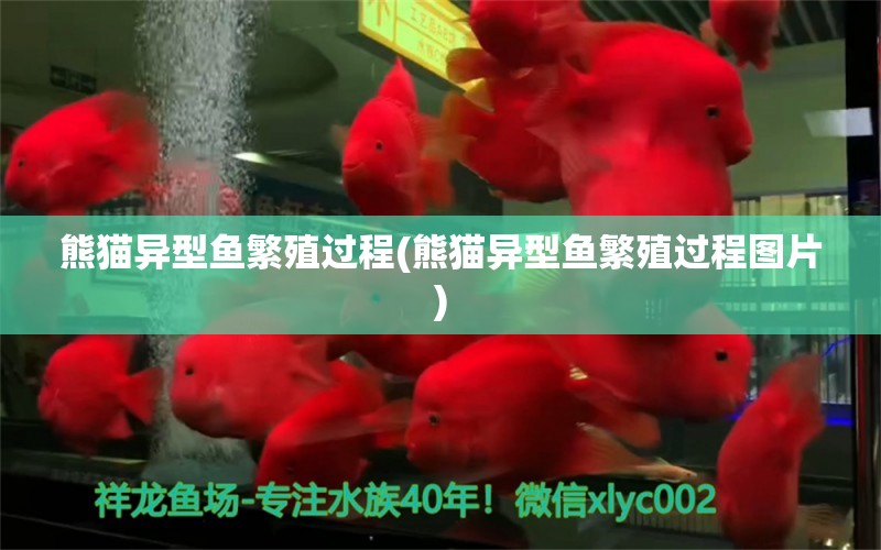 熊貓異型魚(yú)繁殖過(guò)程(熊貓異型魚(yú)繁殖過(guò)程圖片) 非洲象鼻魚(yú)