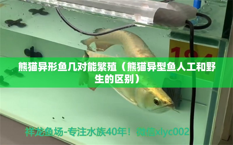 熊貓異形魚幾對能繁殖（熊貓異型魚人工和野生的區(qū)別） 黃金鴨嘴魚 第1張