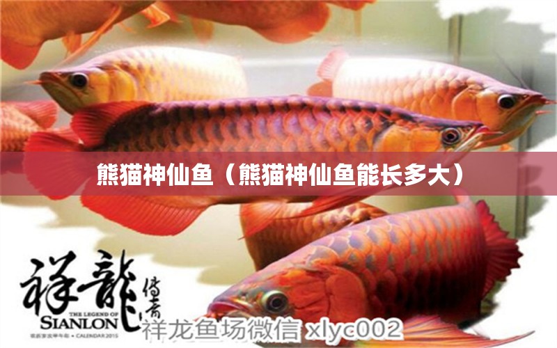 熊貓神仙魚（熊貓神仙魚能長多大）