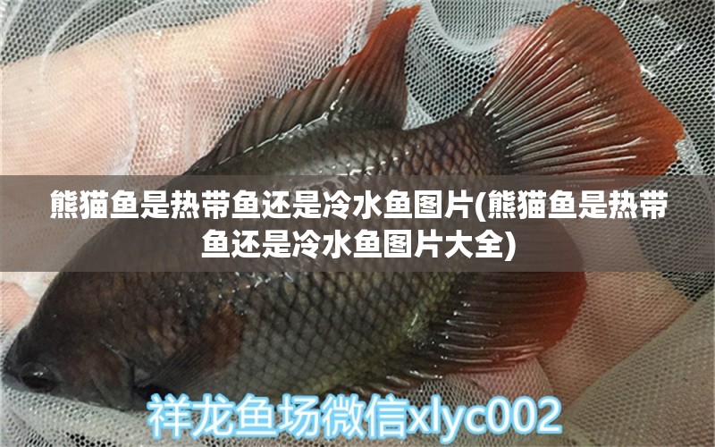 熊貓魚是熱帶魚還是冷水魚圖片(熊貓魚是熱帶魚還是冷水魚圖片大全) 金龍福龍魚