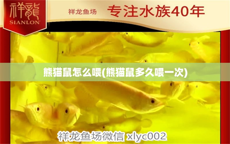 熊貓鼠怎么喂(熊貓鼠多久喂一次) 玫瑰銀版魚