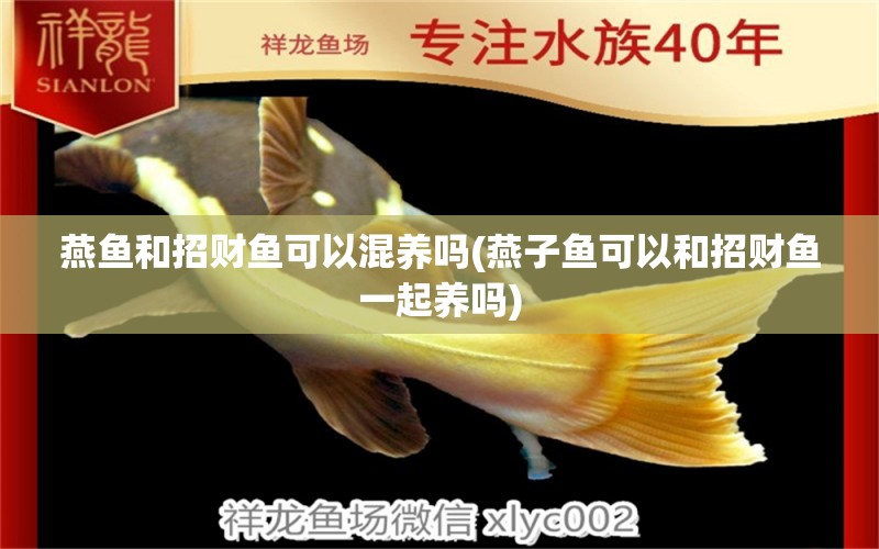 燕魚(yú)和招財(cái)魚(yú)可以混養(yǎng)嗎(燕子魚(yú)可以和招財(cái)魚(yú)一起養(yǎng)嗎) 女王大帆魚(yú)