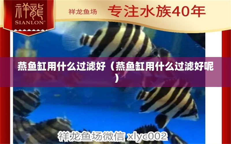 燕魚(yú)缸用什么過(guò)濾好（燕魚(yú)缸用什么過(guò)濾好呢）