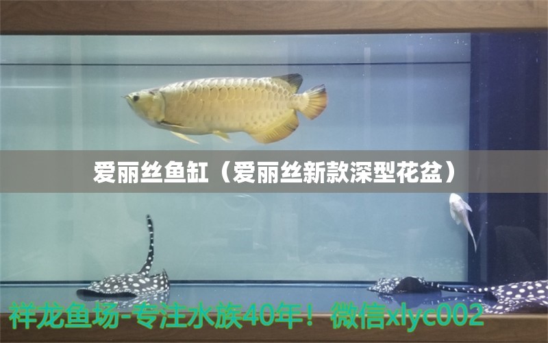 愛麗絲魚缸（愛麗絲新款深型花盆） 星點(diǎn)金龍魚