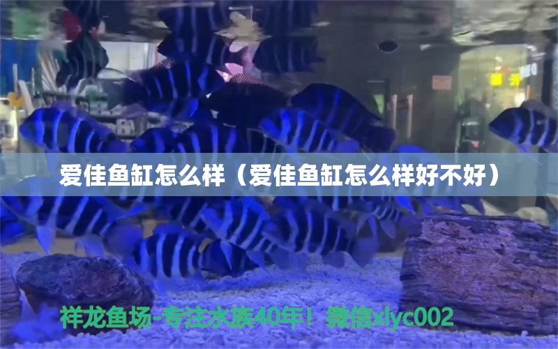 愛佳魚缸怎么樣（愛佳魚缸怎么樣好不好）