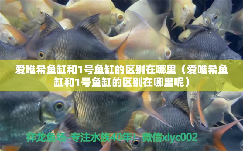 愛唯希魚缸和1號(hào)魚缸的區(qū)別在哪里（愛唯希魚缸和1號(hào)魚缸的區(qū)別在哪里呢）