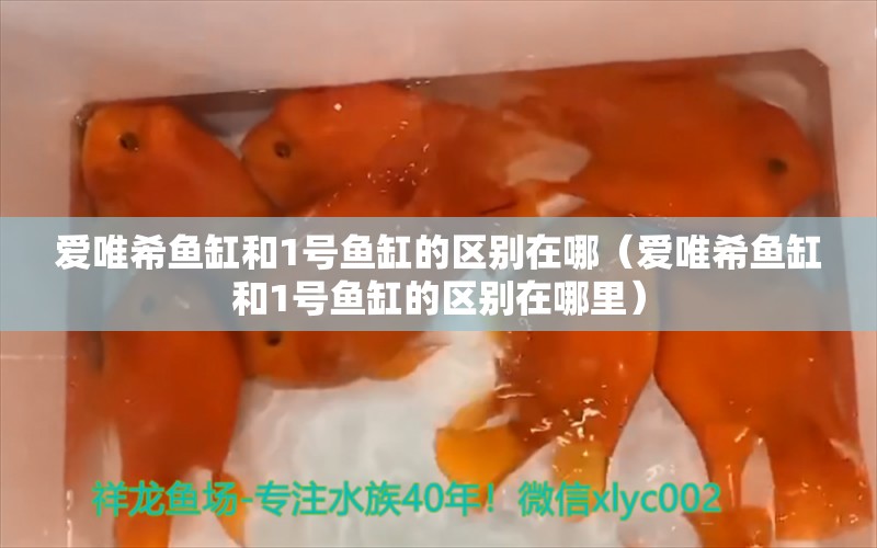 愛唯希魚缸和1號魚缸的區(qū)別在哪（愛唯希魚缸和1號魚缸的區(qū)別在哪里） iwish愛唯希品牌魚缸