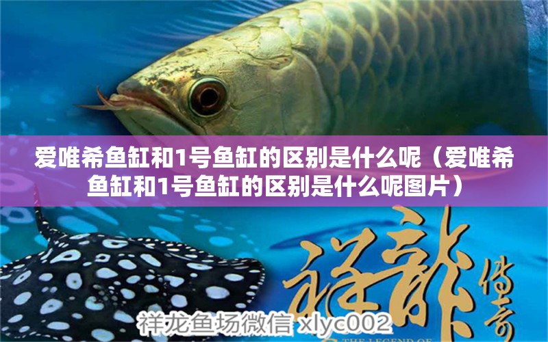 愛唯希魚缸和1號魚缸的區(qū)別是什么呢（愛唯希魚缸和1號魚缸的區(qū)別是什么呢圖片）