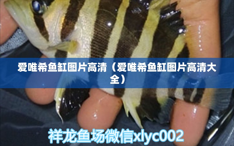 愛(ài)唯希魚(yú)缸圖片高清（愛(ài)唯希魚(yú)缸圖片高清大全）