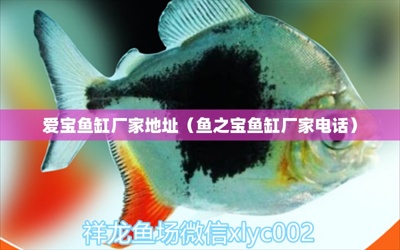 愛寶魚缸廠家地址（魚之寶魚缸廠家電話） 黃金夢幻雷龍魚 第1張