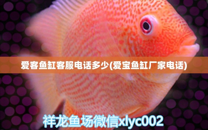 愛(ài)客魚缸客服電話多少(愛(ài)寶魚缸廠家電話) 觀賞蝦蟹等飼料