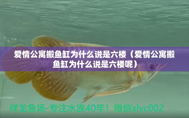 愛情公寓搬魚缸為什么說是六樓（愛情公寓搬魚缸為什么說是六樓呢）