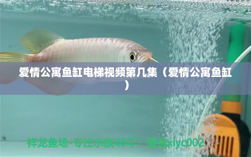 愛情公寓魚缸電梯視頻第幾集（愛情公寓魚缸）