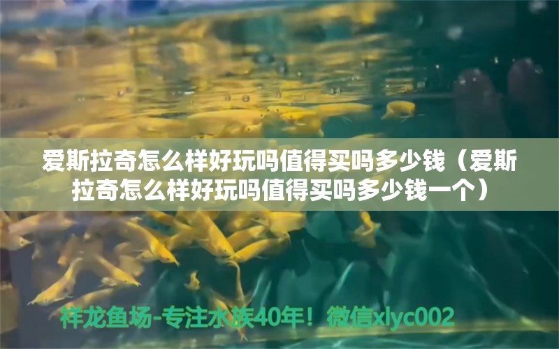 愛斯拉奇怎么樣好玩嗎值得買嗎多少錢（愛斯拉奇怎么樣好玩嗎值得買嗎多少錢一個(gè)）