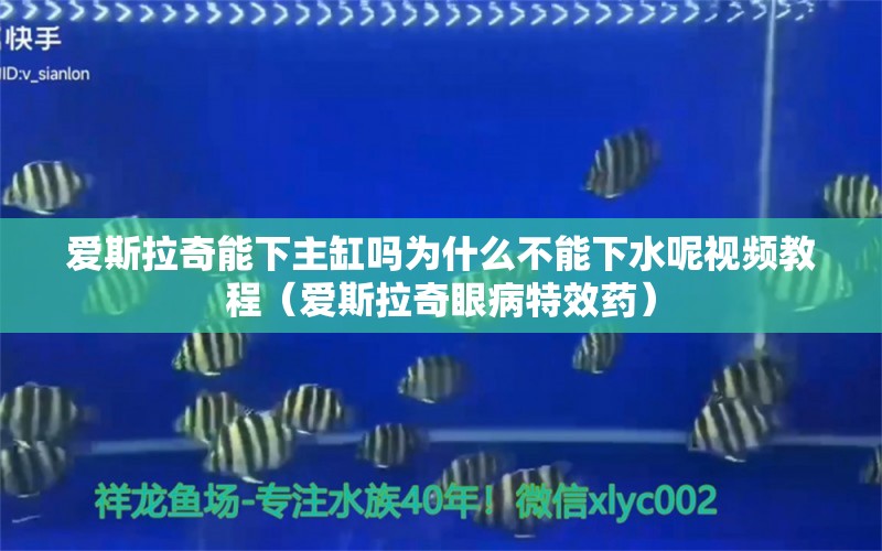 愛斯拉奇能下主缸嗎為什么不能下水呢視頻教程（愛斯拉奇眼病特效藥）